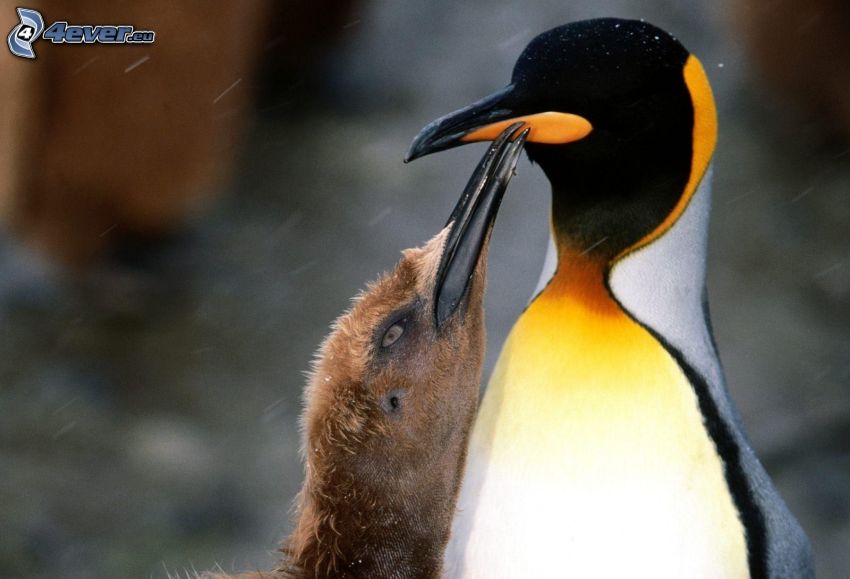 pingouins, jeune