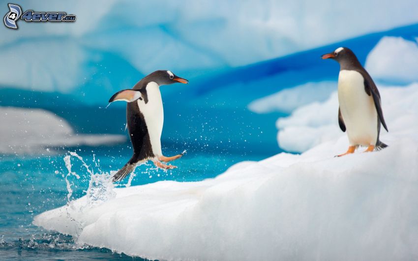 pingouins, neige, clapoter