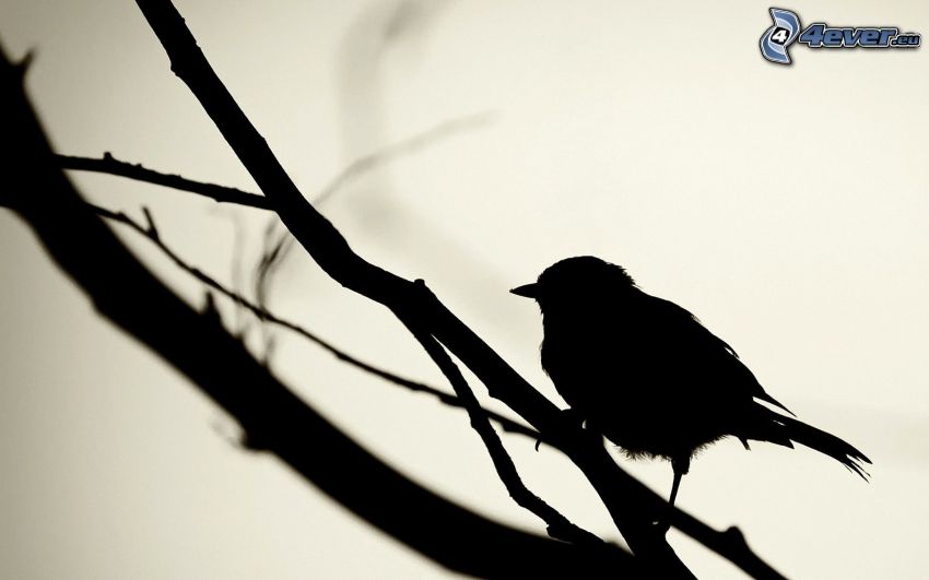silhouette de l'oiseau, branches