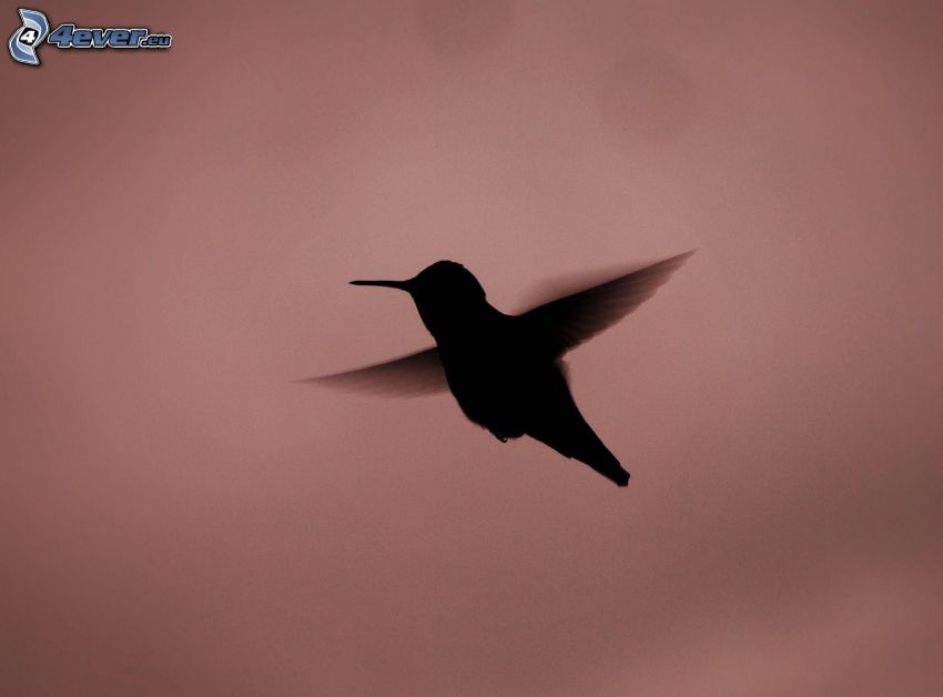 silhouette de l'oiseau, colibri, vol