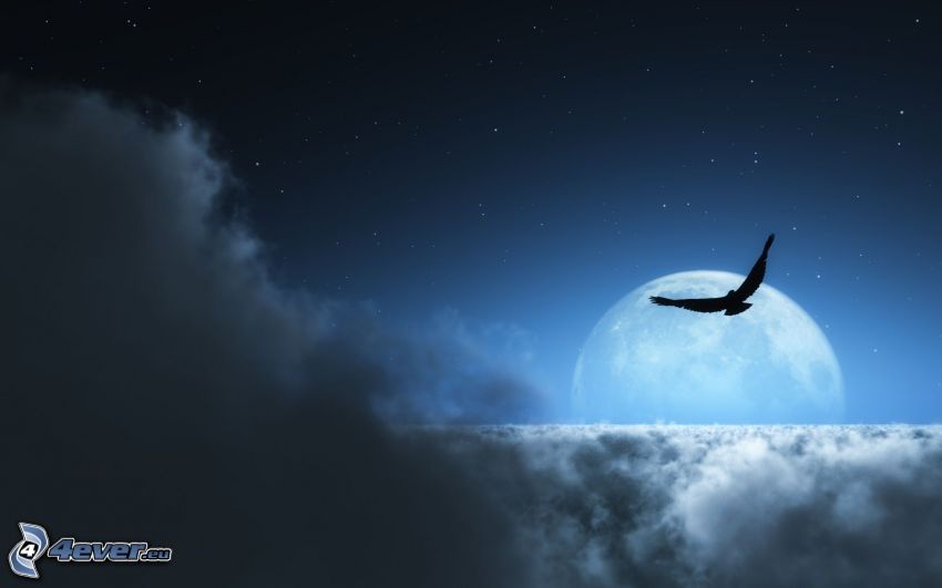 silhouette de l'oiseau, nuages, lune