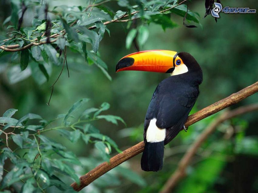 toucan, bec, jungle, branches