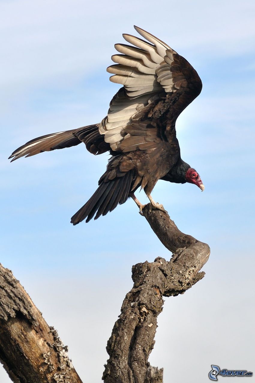 vautour, branches sèches