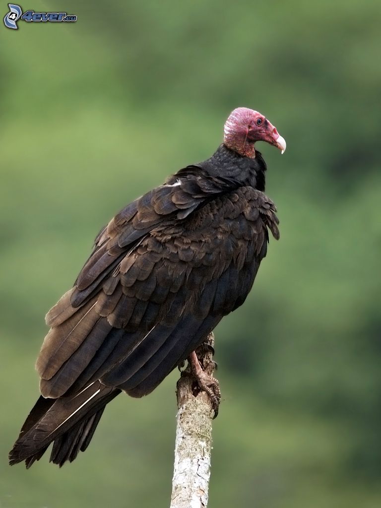 vautour