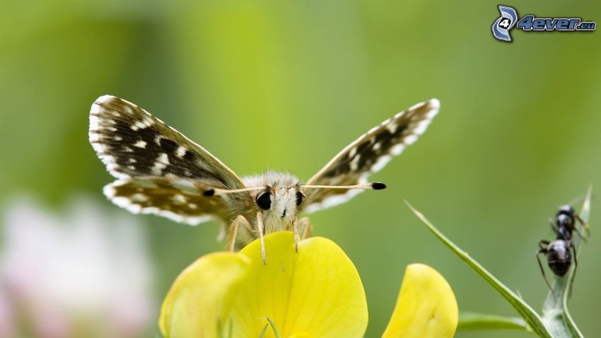 papillon, fourmi