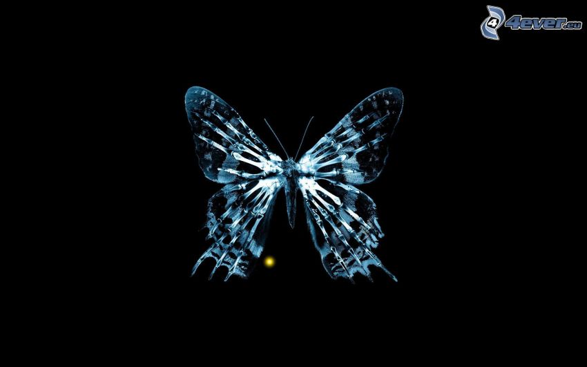 papillon bleu, fond noir