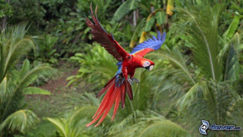 perroquet, jungle