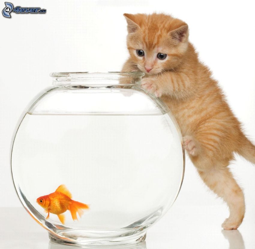 petit chaton rousse, poisson d´or, aquarium
