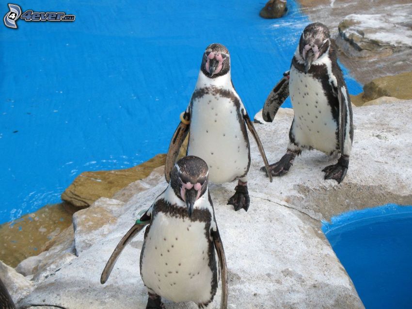pingouins, ZOO