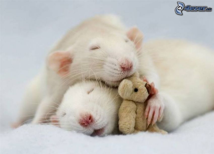 Rats, dormir, ours en peluche