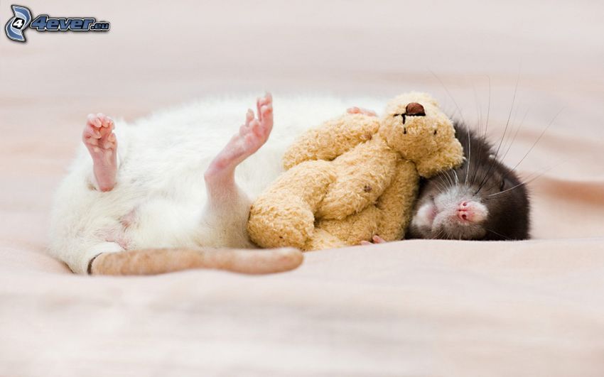 Rats, ours en peluche, dormir