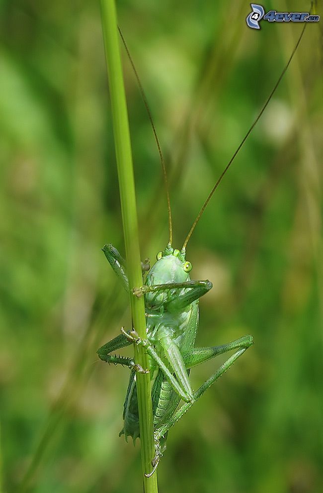 sauterelle