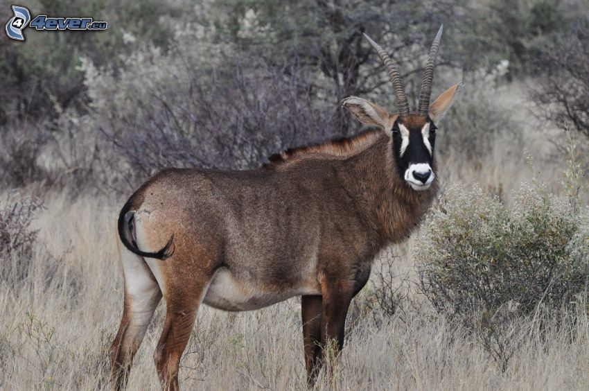 Antilope, savane