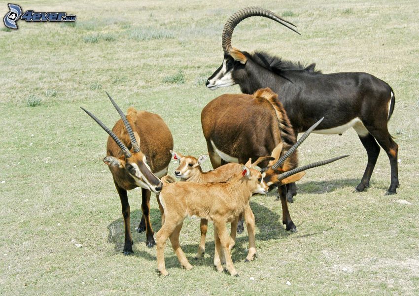 Antilopes