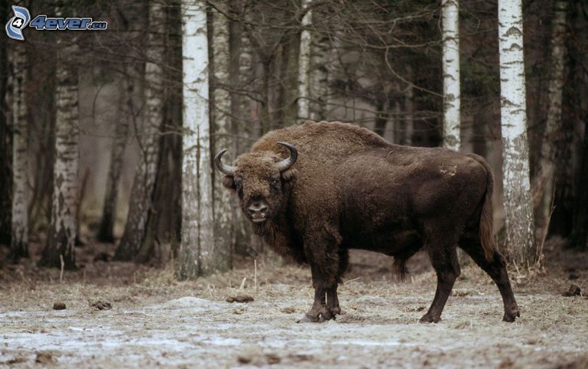 bison, bouleaux