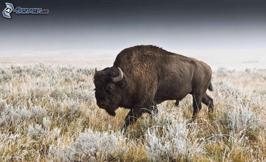 bison, herbe gelée