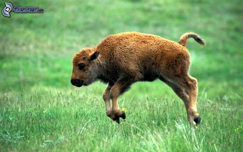 bison, jeune, saut, l'herbe
