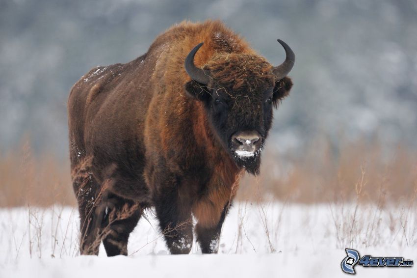 bison, neige