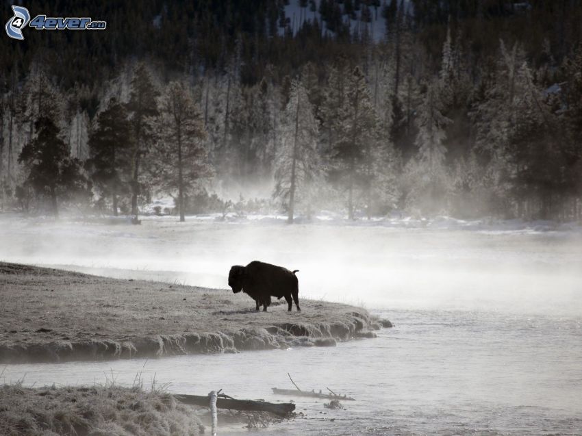 bison, paysage d'hiver, brouillard au sol