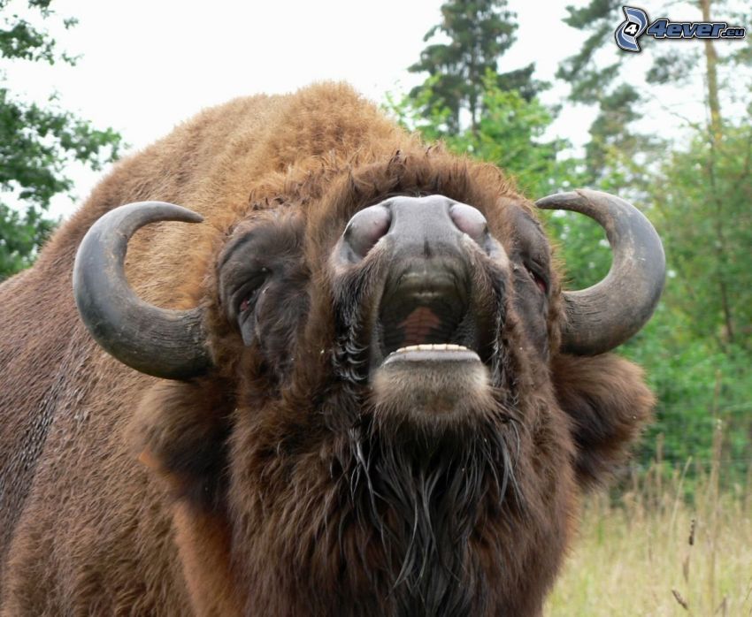 bison, rugir