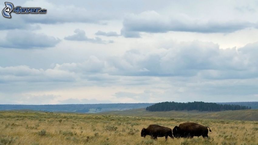 bisons, prairie