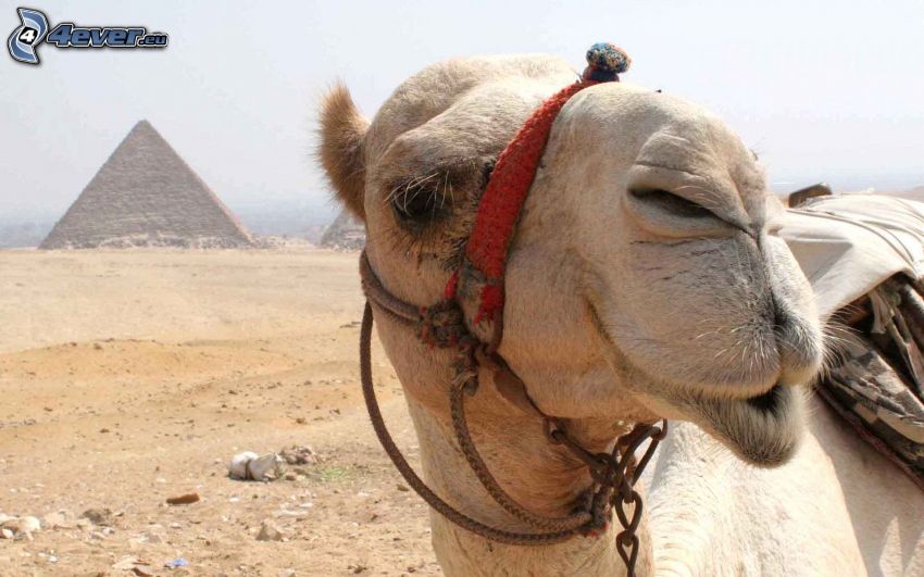 camelus, pyramide