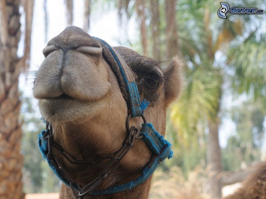 camelus, tête
