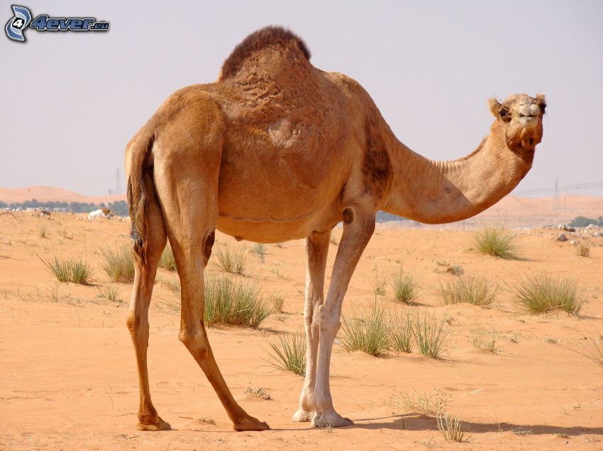 camelus