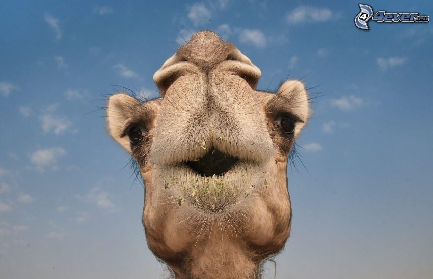 camelus