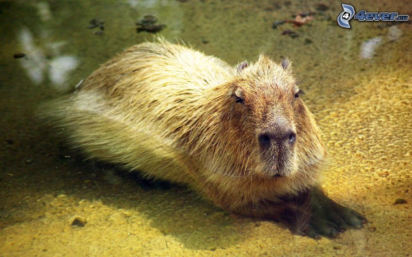 Capybara, eau