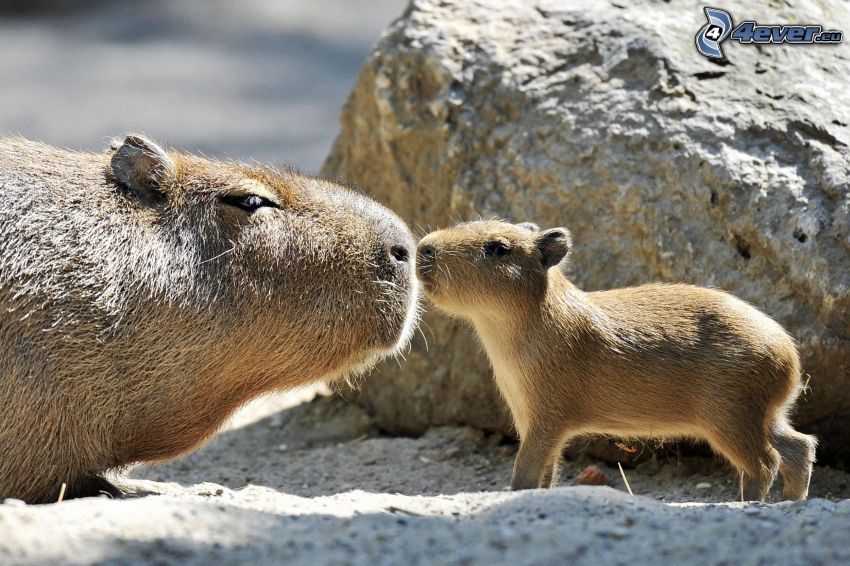 Capybara, jeunes
