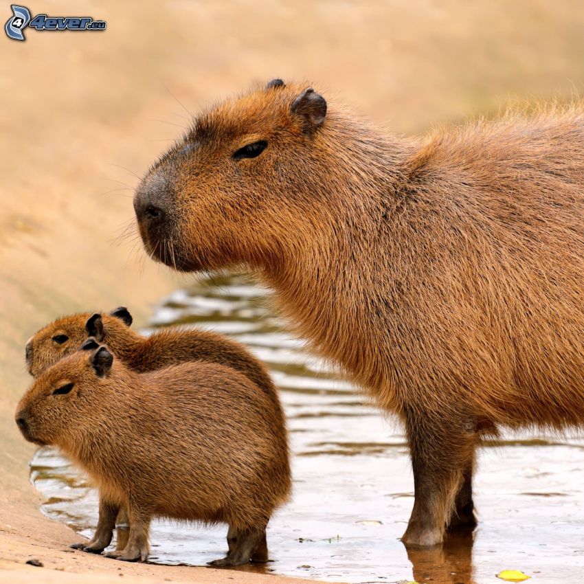 Capybara, jeunes