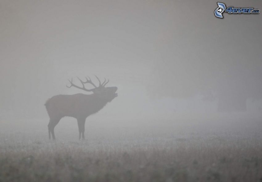 cerf, brouillard