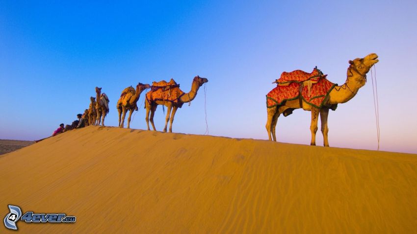 chameaux, désert