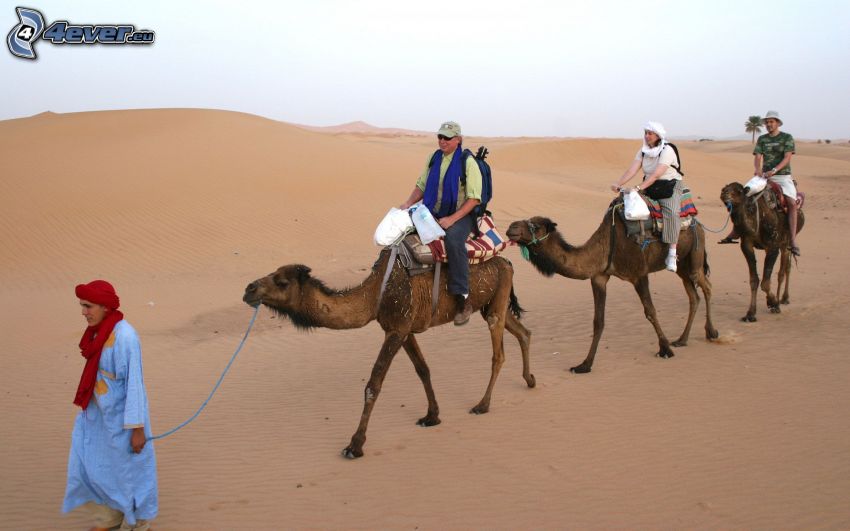 chameaux, gens, désert