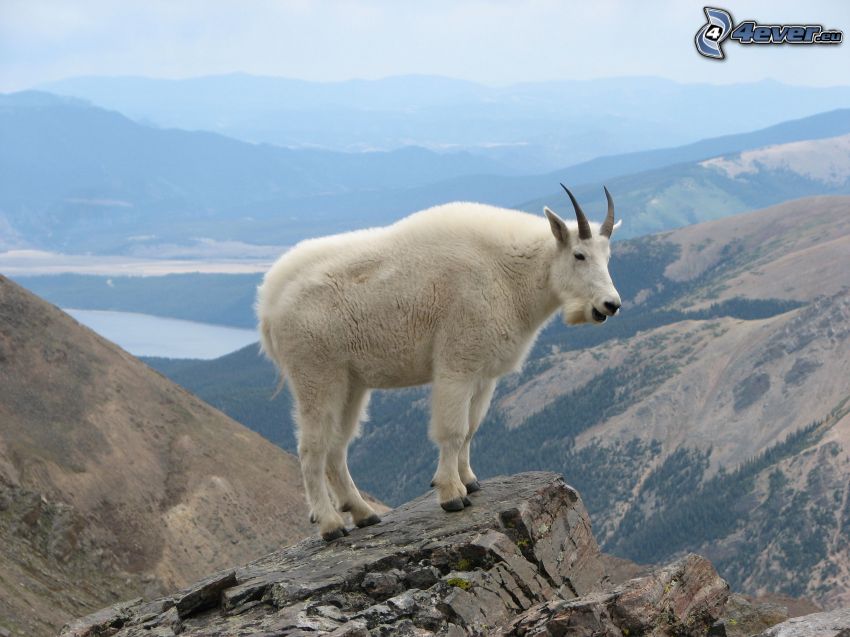 chèvres de montagne, vue des roches, collines