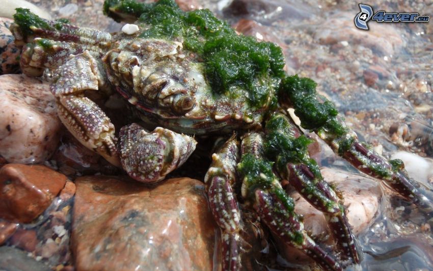 crabe, les algues, pierres, eau