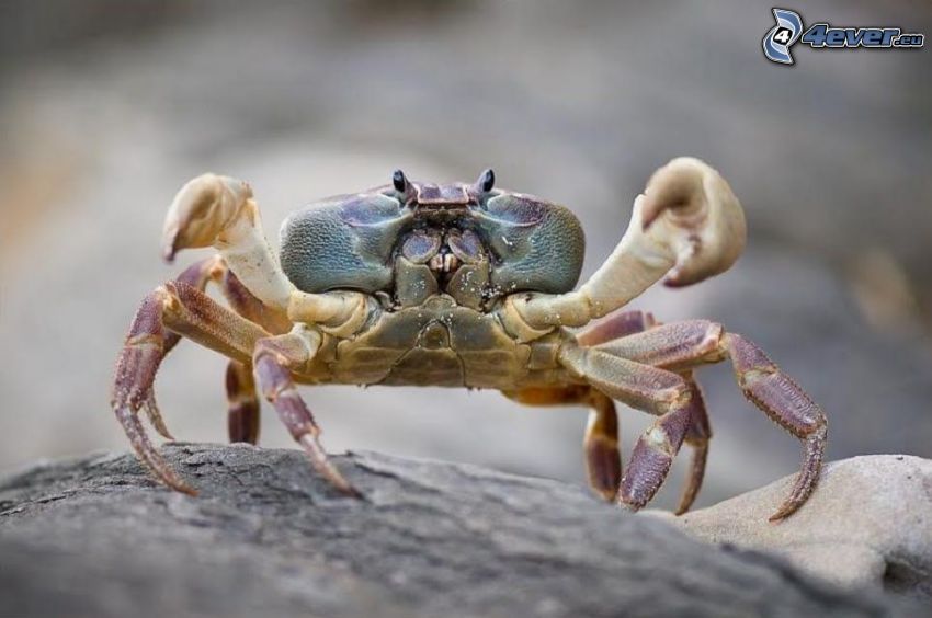 crabe, pierre
