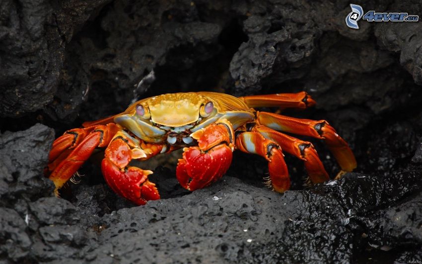 crabe, rocher