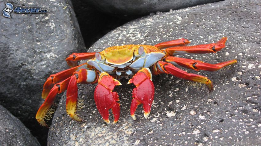crabe, rochers