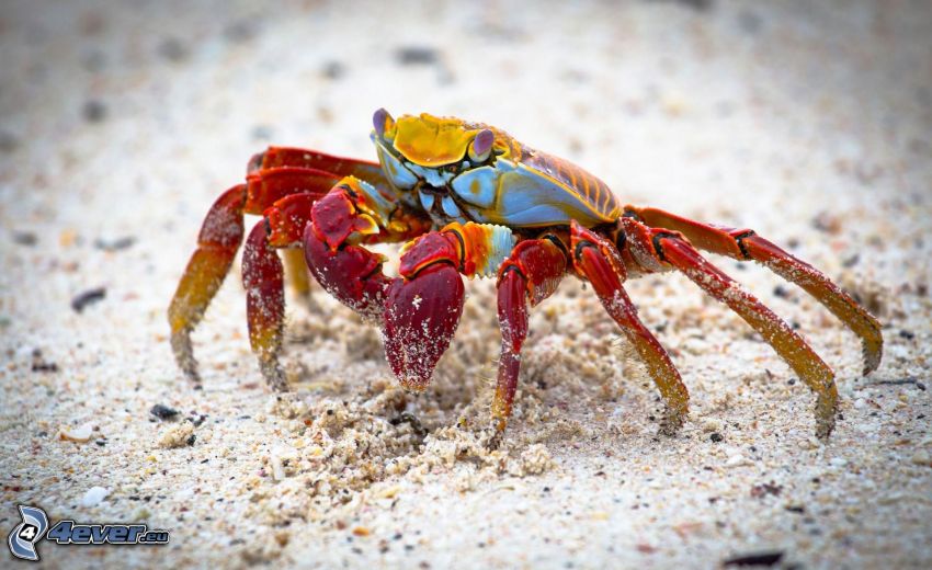 crabe, sable