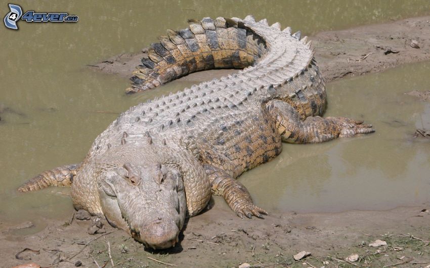 crocodile, boue, eau