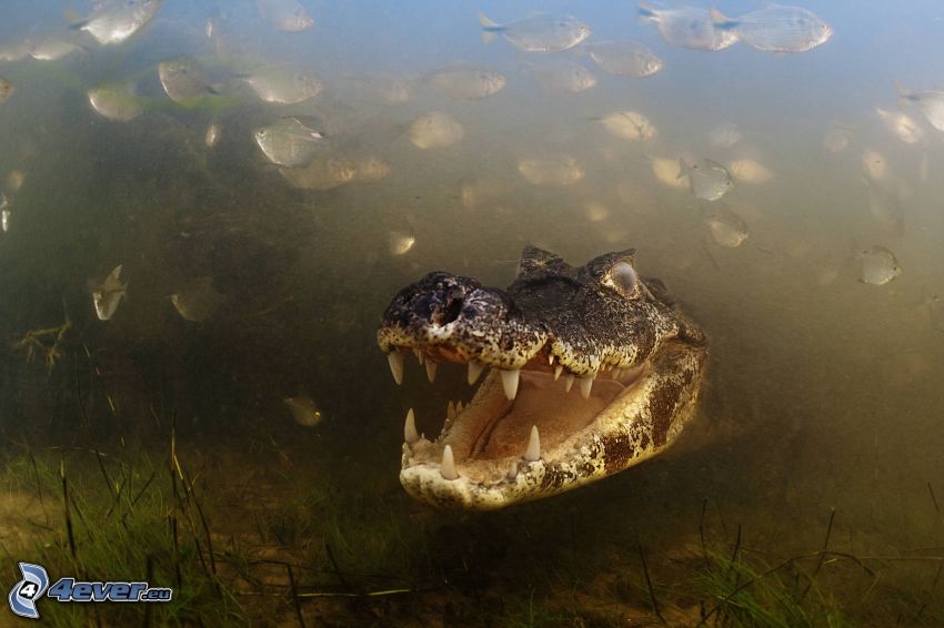 crocodile, eau, poissons