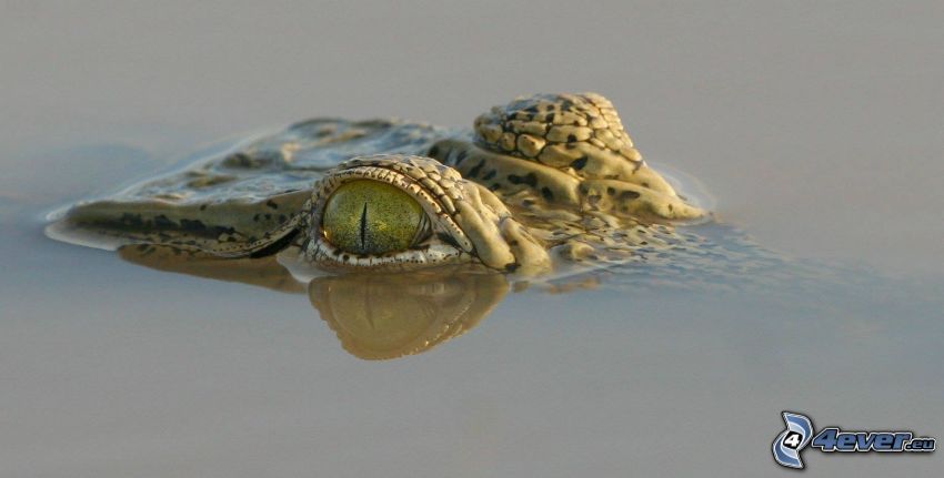 crocodile, eau, yeux