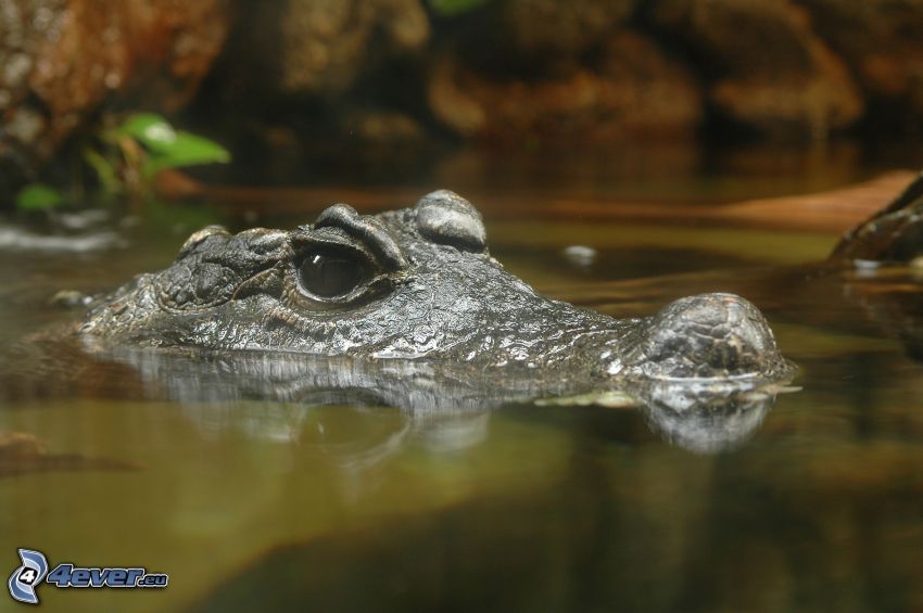 crocodile, eau