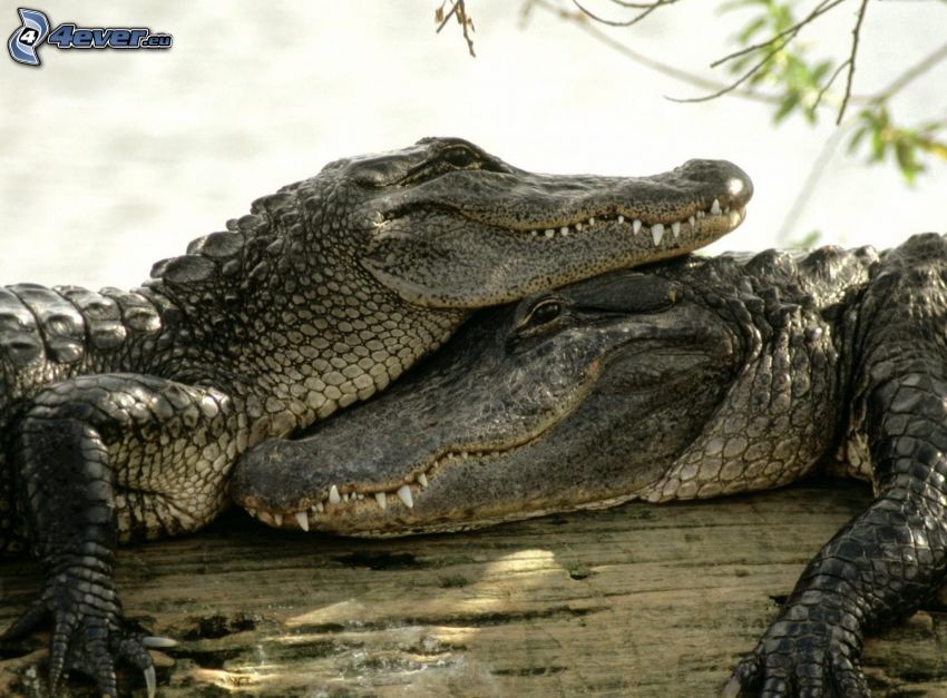 Crocodiles, bois
