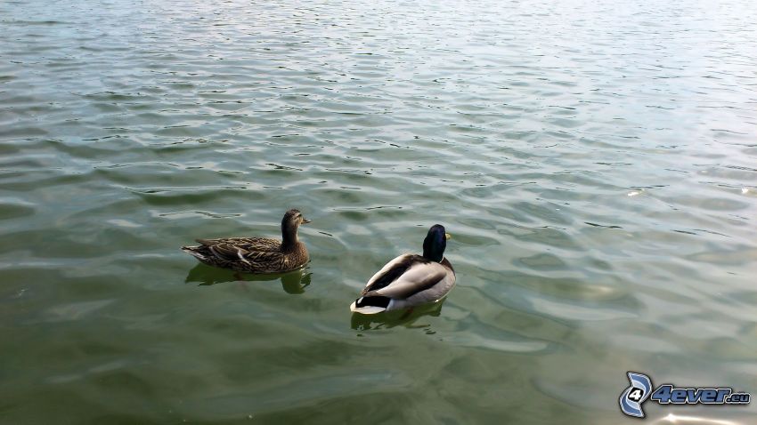 deux canards, lac