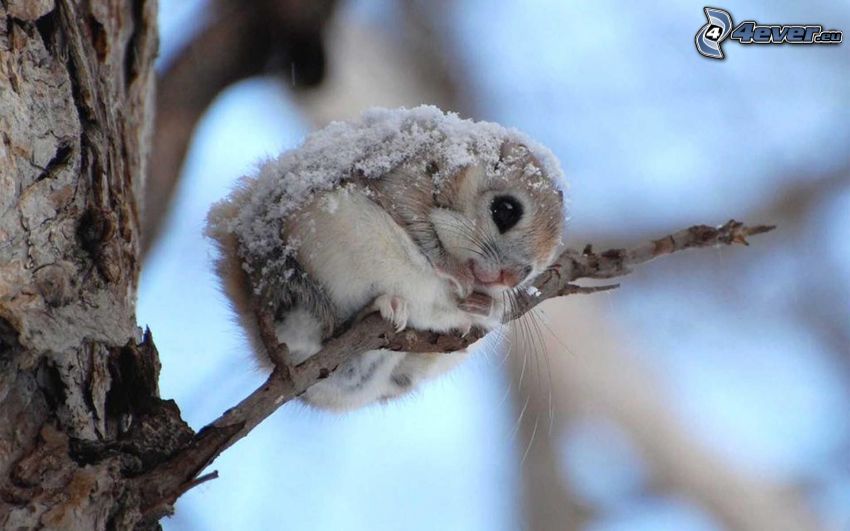 écureuil, branches, neige