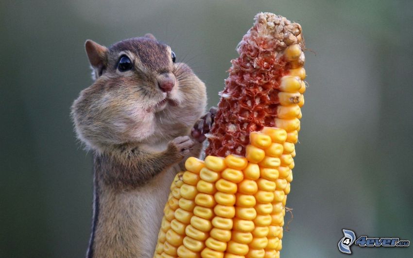écureuil, maïs sec