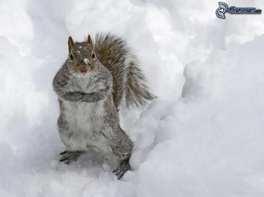 écureuil, neige
